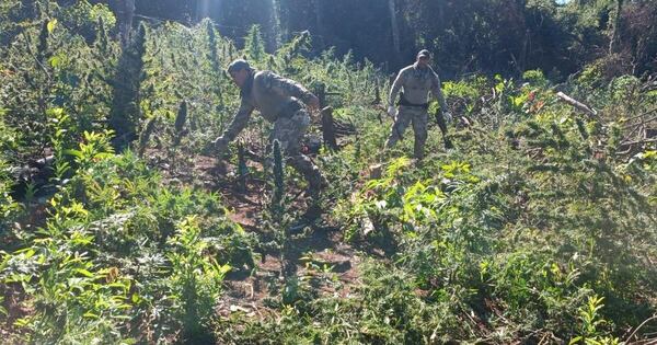 Diario HOY | Allanan un inmueble y detectan plantación de marihuana en Canindeyú
