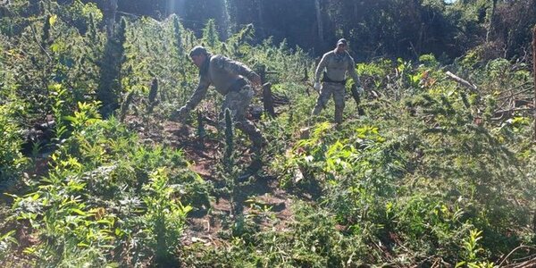 Allanan un inmueble y detectan plantación de marihuana en Canindeyú