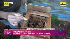 Meliponicultura: crianza de abejas sin aguijón - Ensiestados - ABC Color