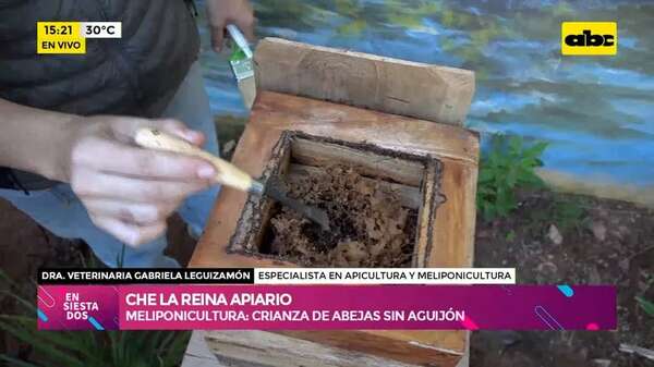 Meliponicultura: crianza de abejas sin aguijón - Ensiestados - ABC Color