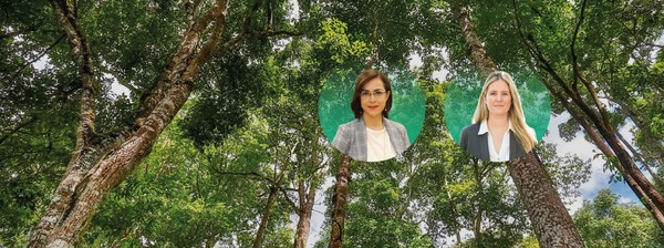Sector Forestal: Centro de inversión en ascenso y motor de crecimiento económico para Paraguay - MarketData