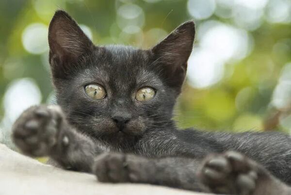 Mascotas: Enfermedad renal crónica en gatos - Mascotas - ABC Color
