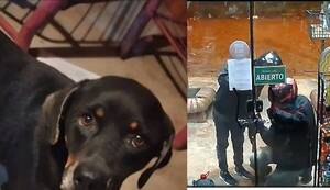 [VIDEO] "Tuqui", el perro que frustró un robo en una despensa