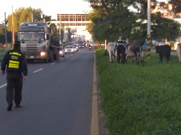 ANIMALES SUELTOS EN LAS RUTAS CAUSARON EL 14% DE LOS SINIESTROS EN 2023 - Itapúa Noticias