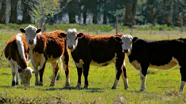 Asociación Rural convoca a productores ganaderos en Nueva Alborada