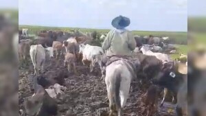 Reportan muerte masiva de vacas en Villa Oliva