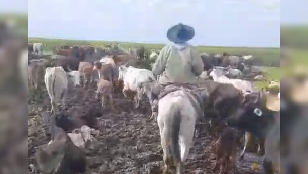 Reportan muerte masiva de vacas en Villa Oliva