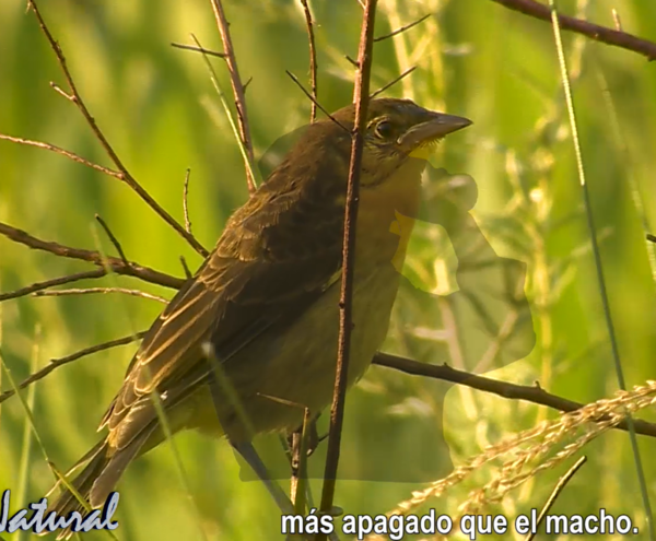 SNT Al Natural: Aves del Paraguay - SNT