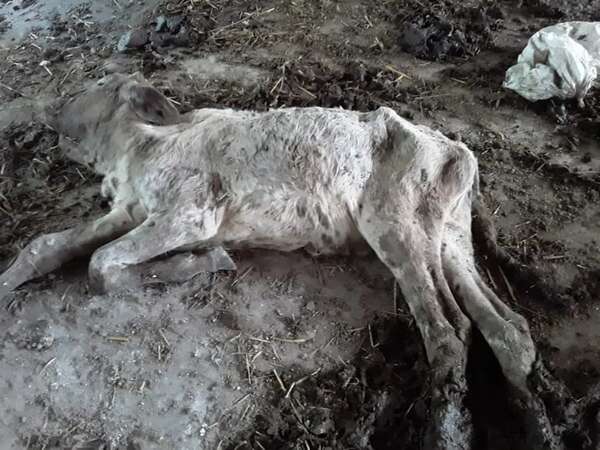 Mortandad de ganado genera preocupación entre pequeños productores del Ñeembucú - Nacionales - ABC Color