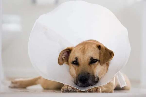 Mascotas: Los problemas de piel son más comunes de lo que se piensa - Mascotas - ABC Color