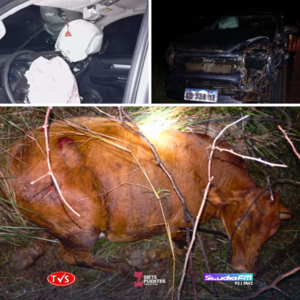 VEHÍCULO EMBISTE CONTRA ANIMAL VACUNO SOBRE LA RUTA PY08 - TVS