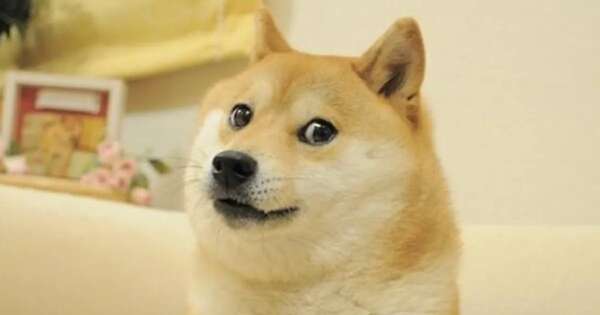 Diario HOY | Murió Kabosu, la perra de los memes virales
