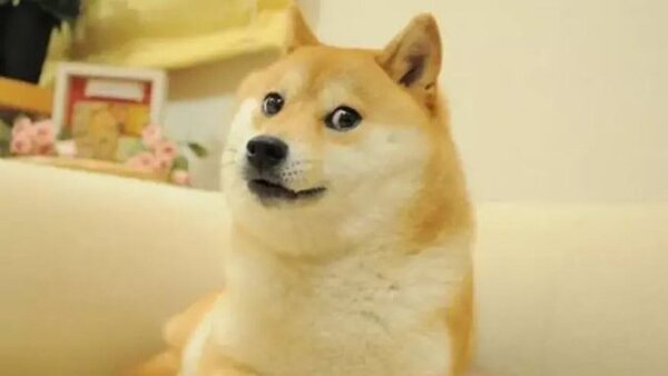 Muere Kabosu, la perra shiba inu que inspiró el meme Doge y la criptomoneda Dogecoin