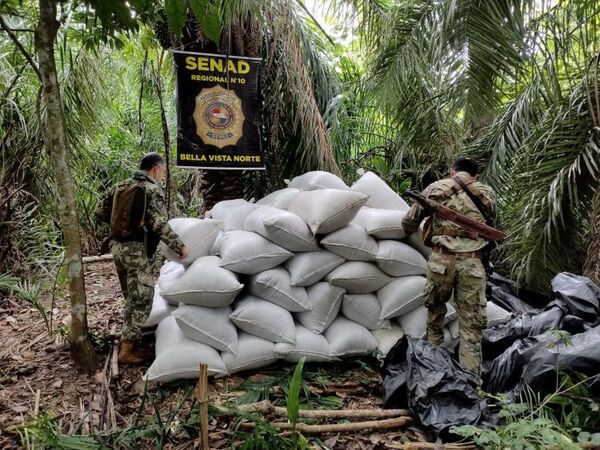 Bella Vista: SENAD anula 12 toneladas de marihuana en establecimiento rural
