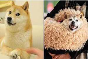 Murió Kabosu, la perra japonesa de los memes virales