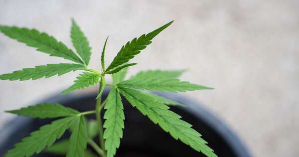 Diario HOY | Evalúan elevar la cantidad mínima permitida para la tenencia de marihuana