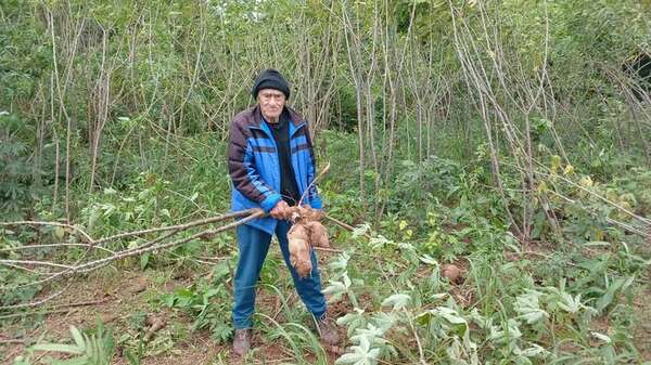 La Pastora: temporal daña plantaciones de mandioca - Nacionales - ABC Color