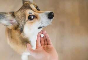Así vas a lograr que tu perro tome sus medicamentos - Mascotas - ABC Color