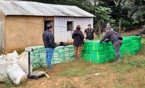 Decomisan casi 4 toneladas de marihuana en zona de influencia de alias «Macho» – Diario TNPRESS