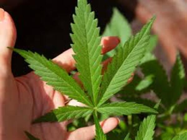 Analizan elevar la tenencia mínima de hasta tres plantas de marihuana