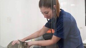 Itapúa: Realizan trabajo conjunto en favor de animales
