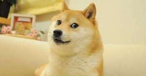 La Nación / Kabosu, la perrita de los memes, vivió hasta los 18 años