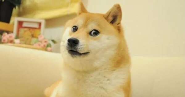 La Nación / Kabosu, la perrita de los memes, vivió hasta los 18 años