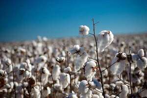 Fibra de algodón, un sector en auge