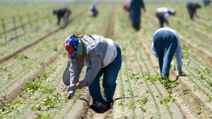 Migrantes, “columna vertebral” de la economía de Estados Unidos