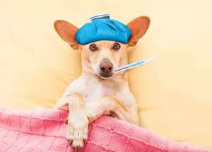Mascotas: ¿Pueden los perros sufrir de resfrío y contagiar a sus dueños? - Mascotas - ABC Color