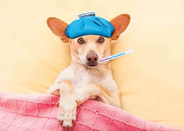 Mascotas: ¿Pueden los perros sufrir de resfrío y contagiar a sus dueños? - Mascotas - ABC Color