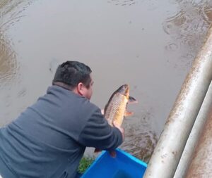 Cultivan peces en arroyo del Parque Independencia
