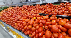 Producción de tomate despegaría en junio y equilibrará el precio