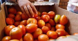 La Nación / A partir de junio podría empezar a bajar el precio del tomate