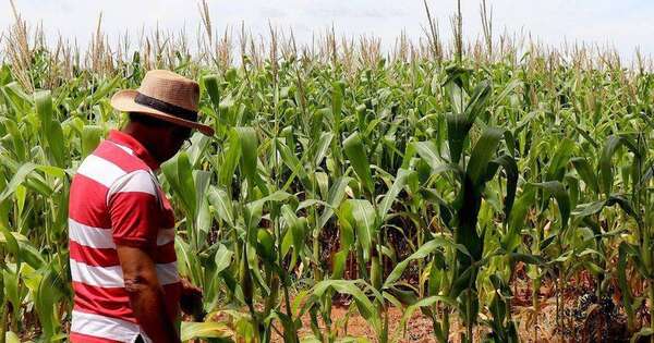 La Nación / Cosecha de la zafriña enfrenta complicaciones por condiciones climáticas adversas