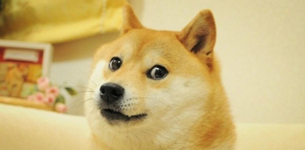 Muere Kabosu, la perra shiba inu que inspir贸 el meme Doge y la criptomoneda Dogecoin - Revista PLUS