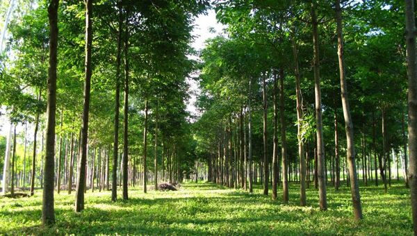 Fondos de buenas raíces: AFD y BM presentan proyecto de US$ 100 millones para impulsar sector forestal