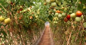 La Nación / A partir de junio podría bajar el precio del tomate