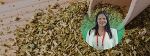Yerba mate paraguaya: Calidad y versatilidad como factores para incursionar a nuevos mercados globales - MarketData
