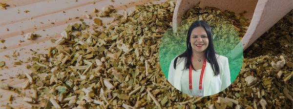 Yerba mate paraguaya: Calidad y versatilidad como factores para incursionar a nuevos mercados globales - MarketData