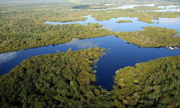 Brasil registra la primera caída de la deforestación en cinco años – Prensa 5