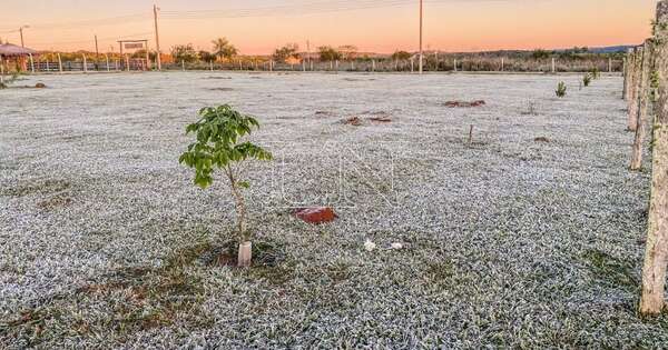 La Nación / Chaco paraguayo registró temperatura de 3,4 °C bajo cero, esta mañana