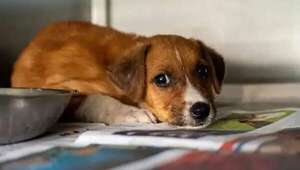 Hoy se celebra el “Día del Perro sin Raza”, los de puro corazón - Mascotas - ABC Color
