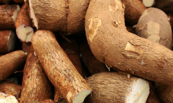 Avanza diálogo con productores sobre reclamo por bajo precio de la mandioca