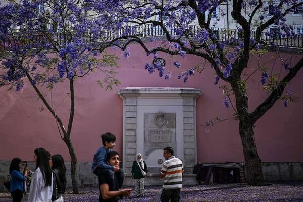 Cada primavera Lisboa se viste de azul y malva con la floración de los jacarandás - Viajes - ABC Color