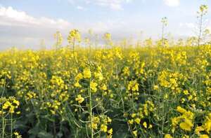 Siembra de canola aún está dentro de su fecha - Economía - ABC Color