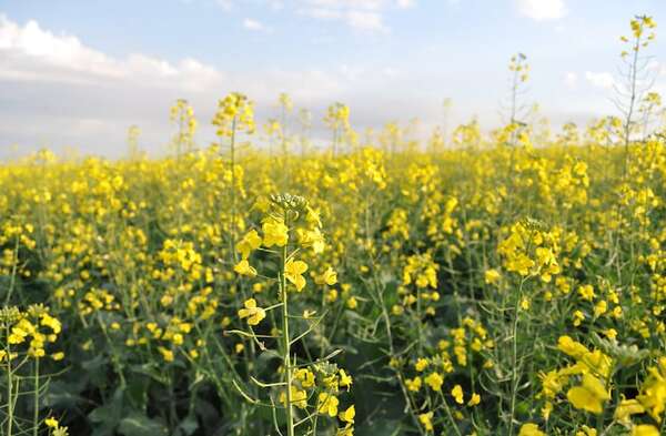 Siembra de canola aún está dentro de su fecha - Economía - ABC Color
