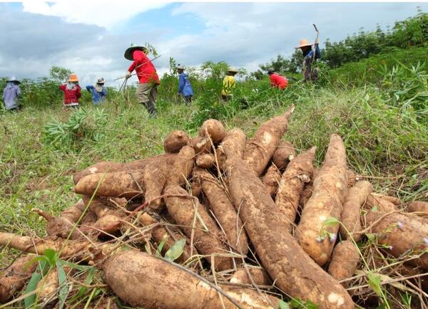 Productores de mandioca reclaman mejores precios - Megacadena - Diario Digital