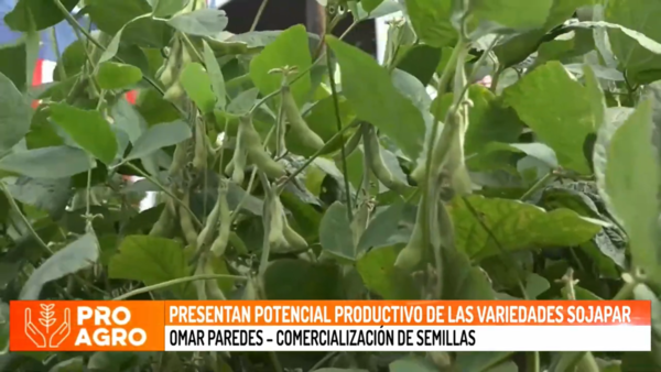 Presentan potencial productivo de las variedades SOJAPAR - Megacadena - Diario Digital