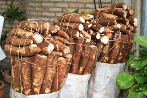 Capama apunta a revisar estructura del transporte de la mandioca para que mejoren ganancias de productores